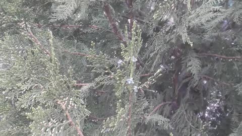 Cypress flowers