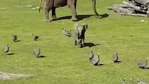 Cute baby elephant 🐘 playing || lovely animals to watch