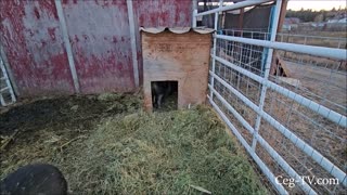 Graham Family Farm: Pig Surprise