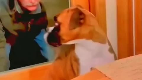 The hilarious one of pets must watch if you had bad day ❤️ 🐶