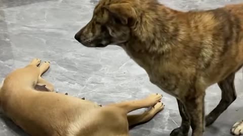 Dog sharing food with his friend will melt your heart 💖