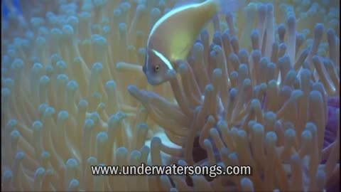 Relaxing Underwater Songs Cool Jazz Music Best HD Underwater Footage