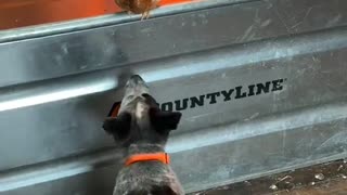 Cattle Pup Curious About Chickens