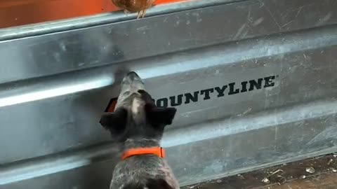 Cattle Pup Curious About Chickens