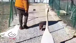 This kind man rescued a swan stuck in a fence