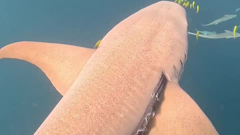 Litter Stuck In Shark's Gills