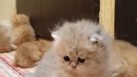 Funny cats, short, viral, England, comedy, short, beutiful, cute, funny