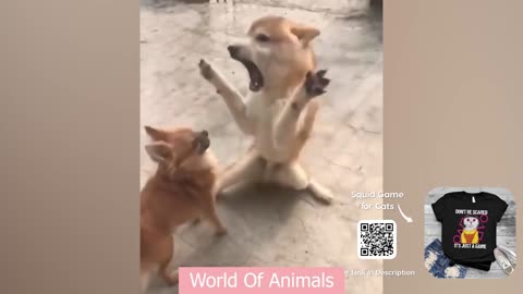 Cute Cats And Dogs