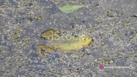 Singing in the Rain: Frogs and Toads of the Jungle