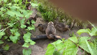 Mother and ducklings 8