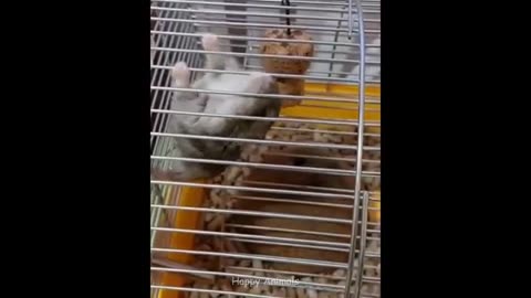 Most funny videos of hamster ever!!!