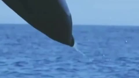 Majestic Dolphin Leaps into the Air | BBC Earth