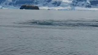 Humpback whale in Antarctica