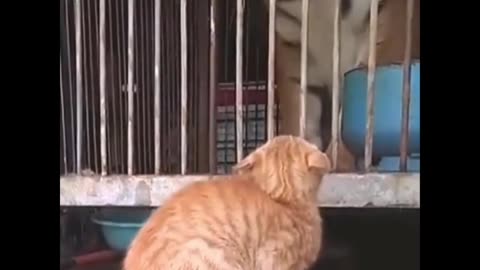 CUTE FUNNY CATS