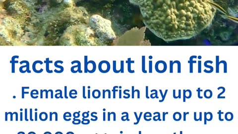 facts about lion fish...2/13