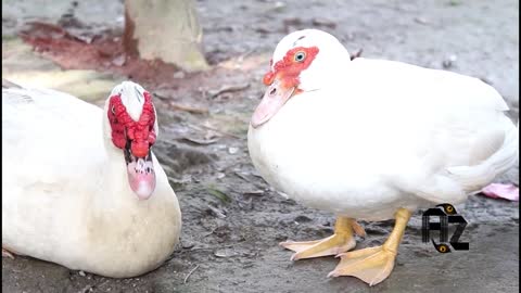 Cutie Ducks