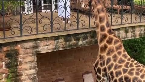 bucket list occasion at Nairobi's giraffe manor .