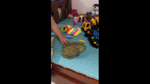 Boy and pet bullfrog share sweet moment in China