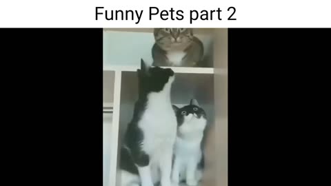 Funny pets part 2