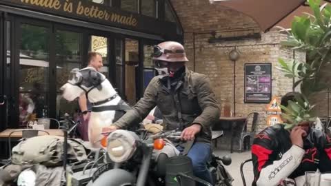 Cool Dog Rides in Vintage Motorcycle Sidecar
