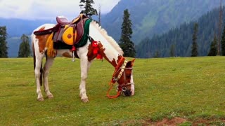 Sharan,Naran, Khyber pakhtunkhwa, Pakistan.