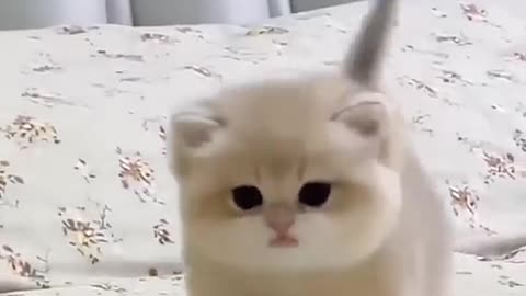 Cute baby kitten sound