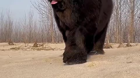 Big hair dog.