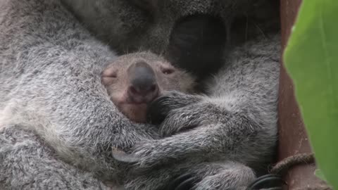 Baby koala Oobi-Ooobi uit buidel Guwara