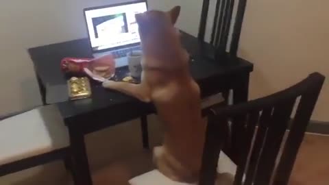 Dog watching YouTube in laptop