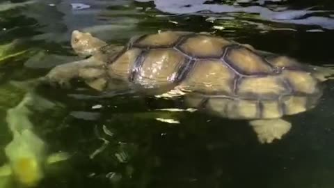 Can Tortoises Swim?