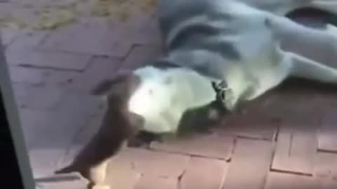 CAT,S FUNY VIDEO
