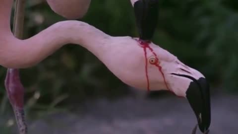 Nature's Marvel: Flamingo Parents Feeding Chick with Vibrant Red Crop Milk #Rumble #shorts