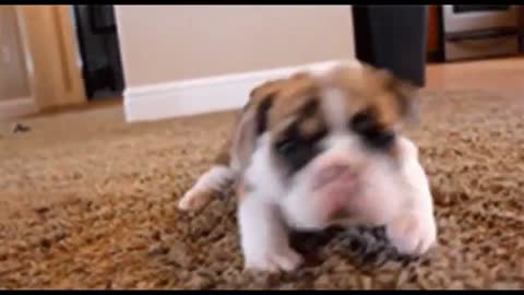 In Less Than 1 Minute, These Tiny Puppies Will Change Your Day! Cutest Puppies Compilation