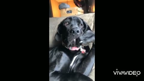 Hilarious doggy sits In a very distinguished manner