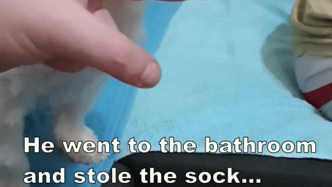 Snoopy stole a sock