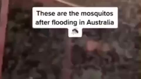 MOSQUITO INVASION IN AUSTRALIA