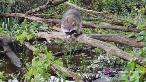 Clever Raccoons: Nature's Bandits