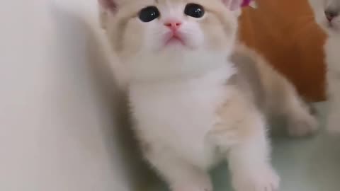 Cute cat | funny cat video | little cat video