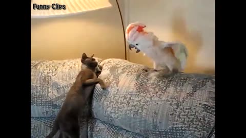 "Funny Animal Videos: Cat and Parrot Fighting in the House - Funniest Compilation"