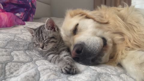 Golden Retriever and Baby Kitten fall asleep together for the First Time