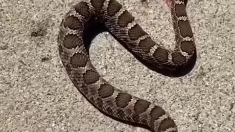 Watch as decapitated snake bites it’s own body