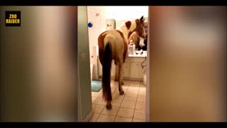 Farm horse casually enters the house