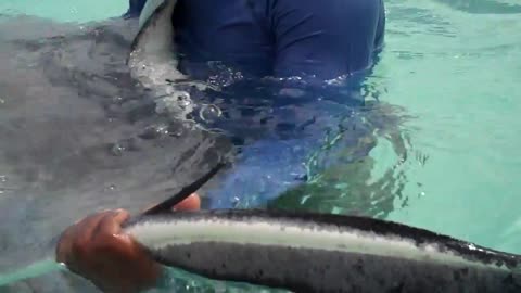 putting stingray in mouth