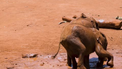 Watch the elephants fight each other 😂😂☝️🔥