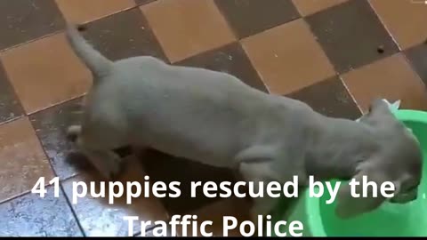 41 puppies rescued by the Traffic Police