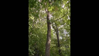 Song of the Wild Maple Tree Union Lake 8 3 2019