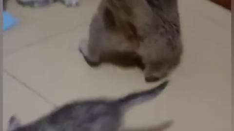 Three cats fight