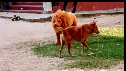 Best Prank Collection Top 15 - Fake Lion Prank Real Dog Super Funny - Try Not To Laugh Challenge