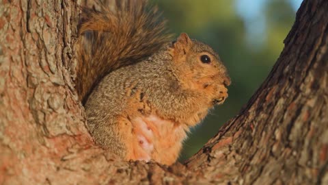 Close Up Shot of a Squirrel