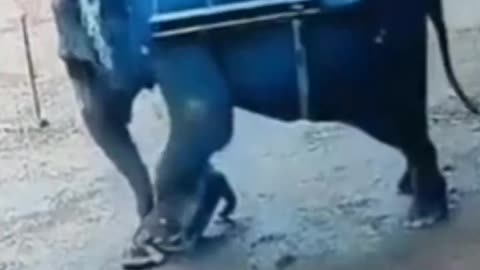 GRAPHIC: Elephant Trainer Stomped Out